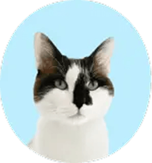 Bibi